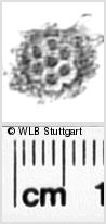 Image Description for https://www.hist-einband.de/Bilder/WLB/MIG/images/s0343710.jpg