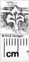 Image Description for https://www.hist-einband.de/Bilder/WLB/MIG/images/s0350409.jpg